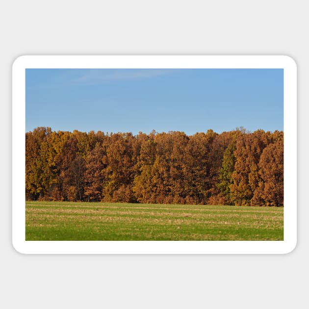 Oak forest in the autumn Sticker by naturalis